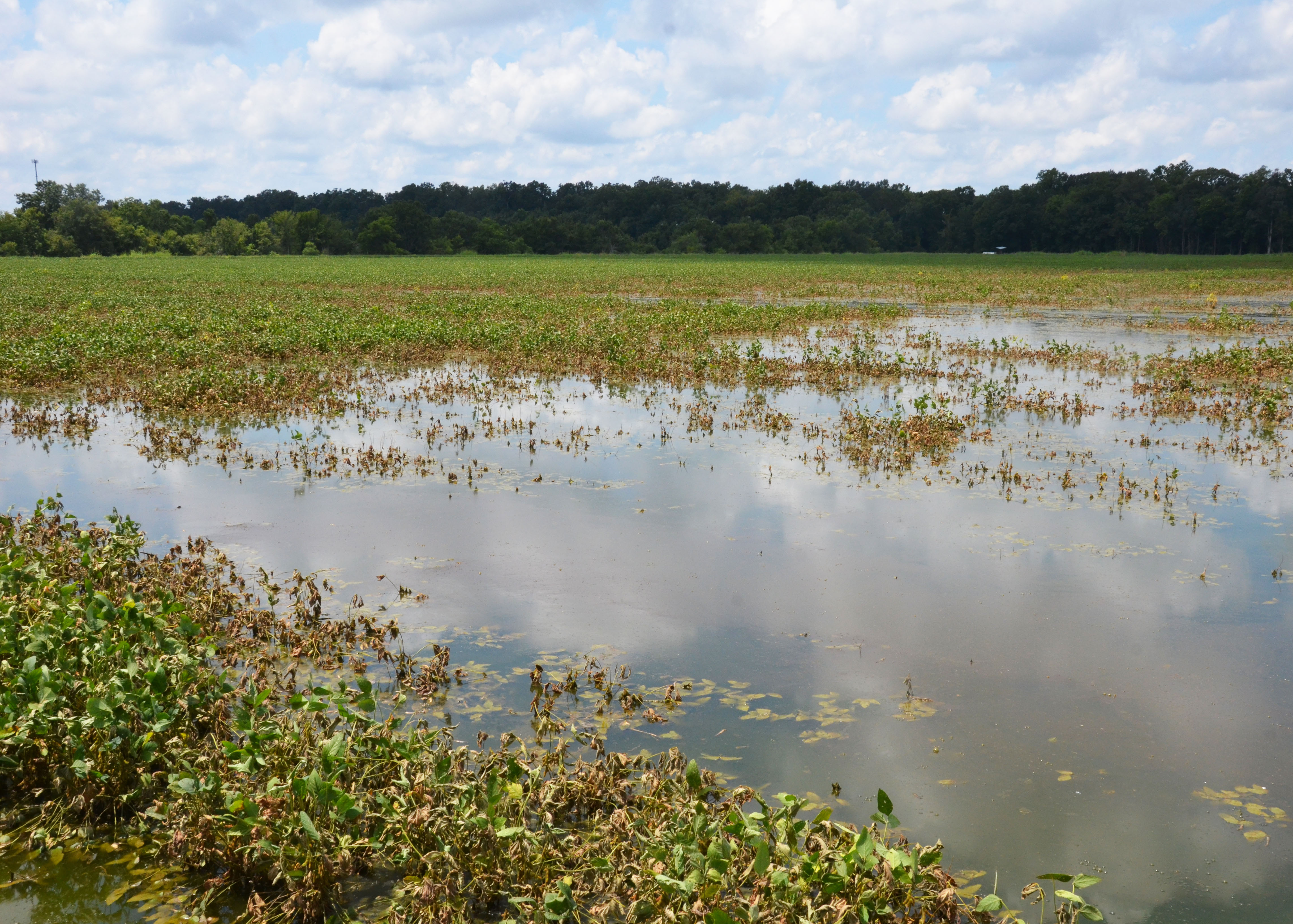 Flooding damage to agriculture now estimated at $277 million